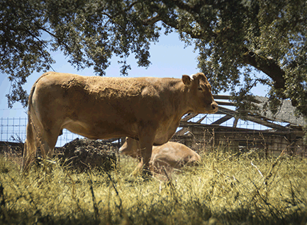 argentina-vaca-limusina-desarrollo esqueletico-buena-leche