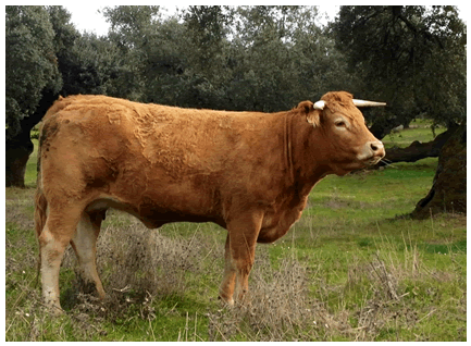 asturiana-vaca-limusina-desarrollo esqueletico-buena-leche