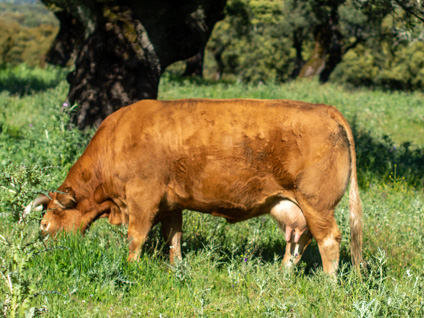 capitana-vaca-limusina-desarrollo-esqueletico-buena-leche