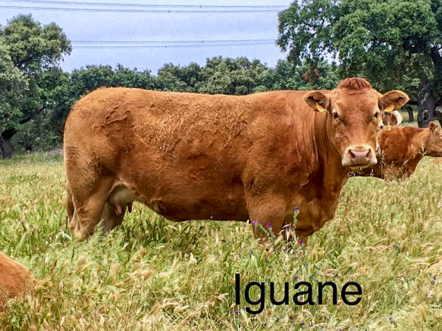 iguane-vaca-limusina-desarrollo esqueletico-buena-leche