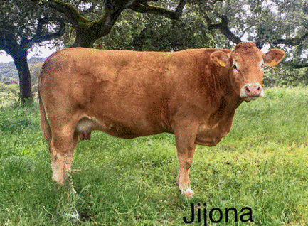 jijona-vaca-limusina-lechera-desarrollo-muscular-facilidad-parto