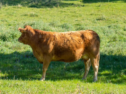 jineta-vaca-limusina-lechera-desarrollo-muscular-facilidad-parto
