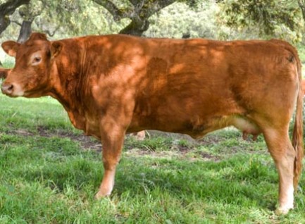 ladyed-vaca-limusina-lechera-desarrollo-muscular-facilidad-parto