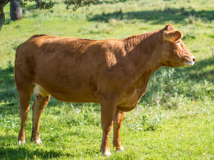 laura-vaca-limusina-desarrollo-esqueletico-buena-leche