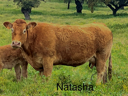 natasha-vaca-limusina-desarrollo esqueletico-buena-leche