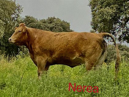 nerea-vaca-limusina-desarrollo esqueletico-buena-leche