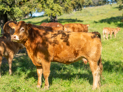 norma-vaca-limusina-desarrollo esqueletico-buena-leche