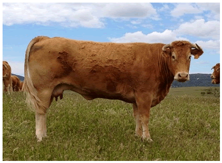 ucrania vaca limusina desarrollo esqueletico-buena leche