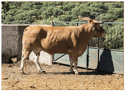 argentina-vaca-limusina-lechera-desarrollo-muscular-facilidad-parto