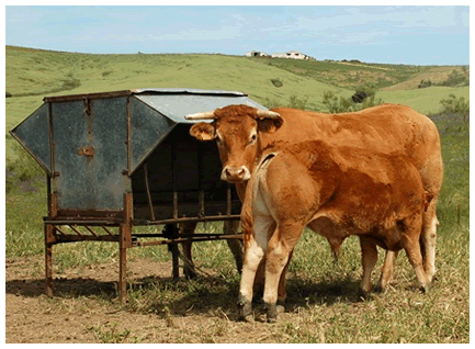 vega-vaca-limusina-desarrollo esqueletico-buena-leche
