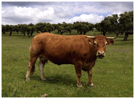 vega-vaca-limusina-lechera-desarrollo-muscular-facilidad-parto
