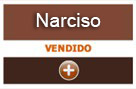 narciso