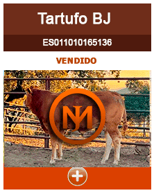 tartufo