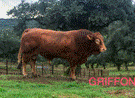 griffon-semental-limusin-genetica-contrastada-3