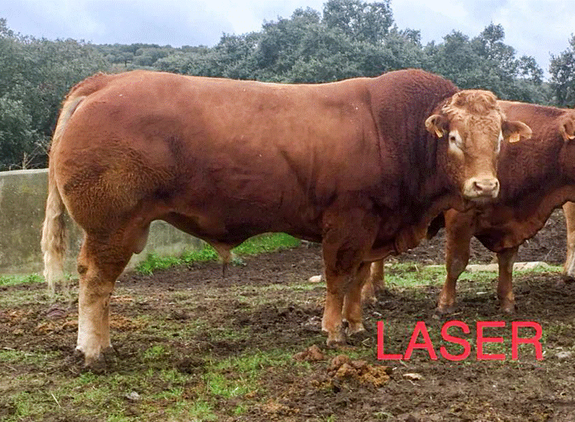 laser-semental-limusin-genetica contrastada.gif