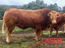 laser-semental-limusin-aptitud-funcional