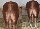laser-semental-limusin-desarrollo-esqueletico