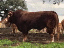 oses-semental-limusin-ganado-selecto