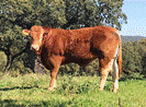 pollux-semental-limusin-ganado-selecto