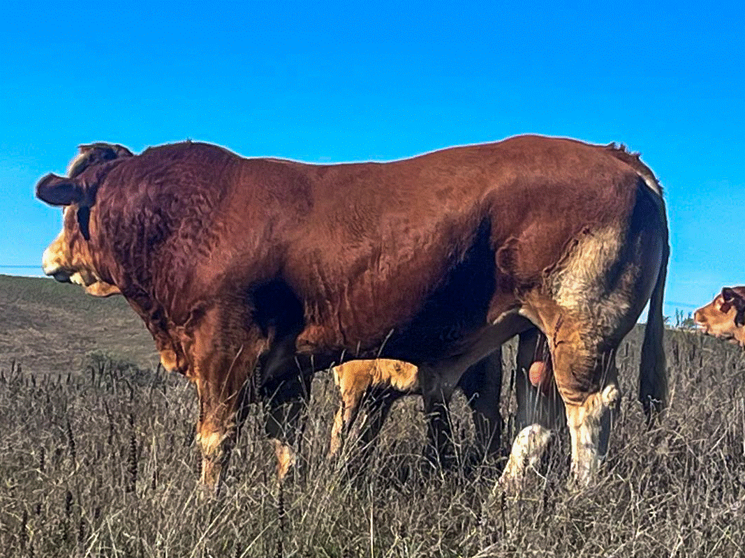 tauro-principal-semental-gran-dorsal-mucha-leche