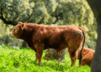 unesco-semental-limusin-desarrollo-muscular