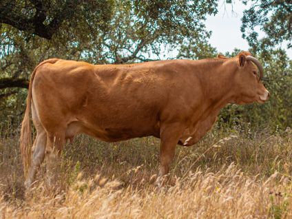 bocanegra-vaca-limusina-lechera-desarrollo-muscular-facilidad-parto