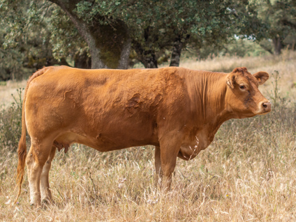 lalied-vaca-limusina-lechera-desarrollo-muscular-facilidad-parto