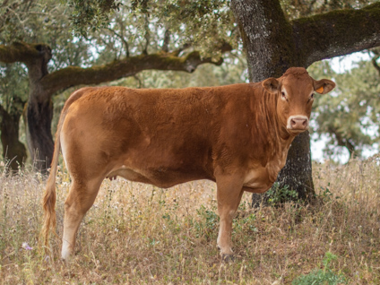 rambla bj-vaca-limusina-lechera-desarrollo-muscular-facilidad-parto