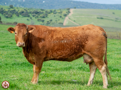 retama bj-vaca-limusina-lechera-desarrollo-muscular-facilidad-parto