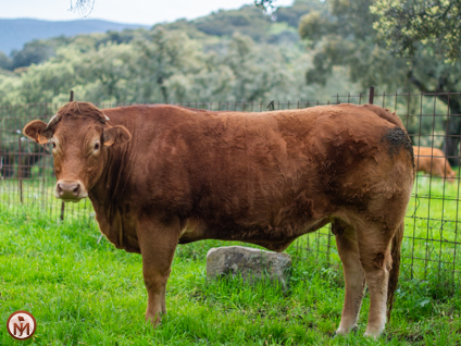 rosalia-vaca-limusina-lechera-desarrollo-muscular-facilidad-parto