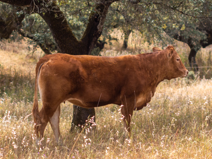 rosario-vaca-limusina-lechera-desarrollo-muscular-facilidad-parto
