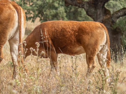 rufina-vaca-limusina-lechera-desarrollo-muscular-facilidad-parto