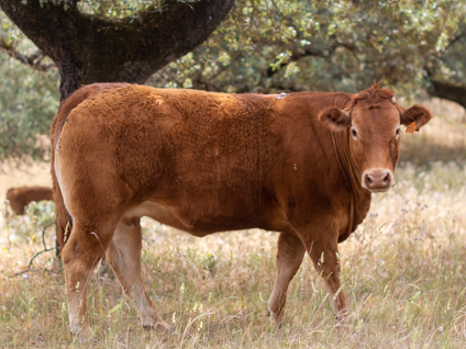 soleares-vaca-limusina-lechera-desarrollo-muscular-facilidad-parto