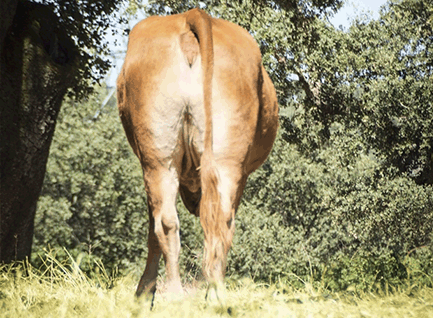 argentina-vaca-limusina-lechera-desarrollo-muscular-facilidad-parto