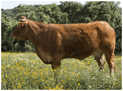 atrevida-vaca-limusina-desarrollo esqueletico-buena-leche