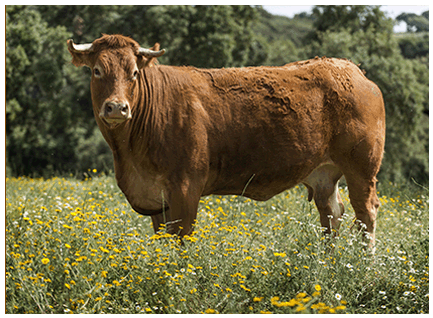 atrevida-vaca-limusina-lechera-desarrollo-muscular-facilidad-parto