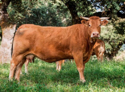 avefria-vaca-limusina-desarrollo esqueletico-buena-leche