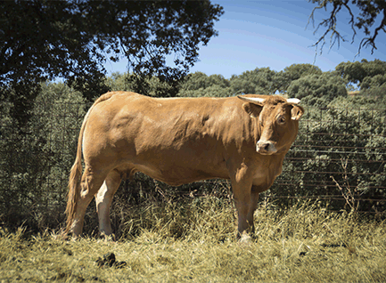 avefria-vaca-limusina-lechera-desarrollo-muscular-facilidad-parto