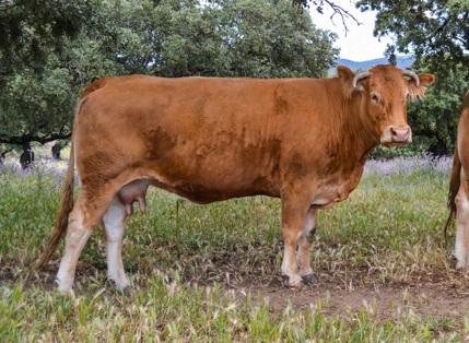 bruja-vaca-limusina-desarrollo esqueletico-buena-leche