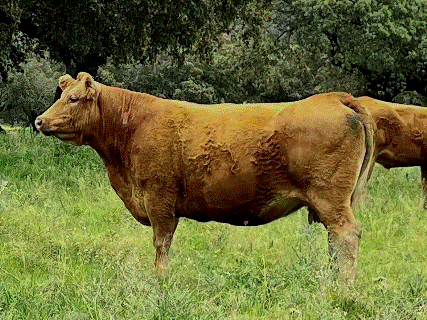 dalia-vaca-limusina-desarrollo esqueletico-buena-leche