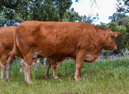 dichosa-vaca-limusina-desarrollo esqueletico-buena-leche
