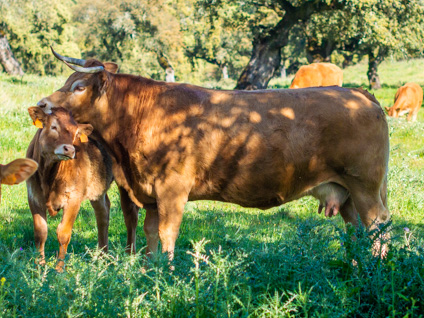 duna-vaca-limusina-lechera-desarrollo-muscular-facilidad-parto