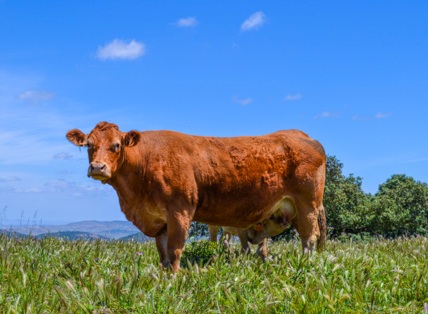 enfermera-vaca-limusina-desarrollo esqueletico-buena-leche