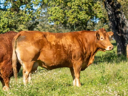 engreida-vaca-limusina-desarrollo esqueletico-buena-leche