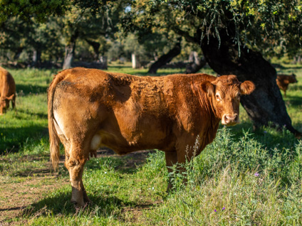 enojada-vaca-limusina-lechera-desarrollo-muscular-facilidad-parto