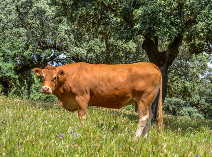 espumosa-vaca-limusina-desarrollo-esqueletico-buena-leche