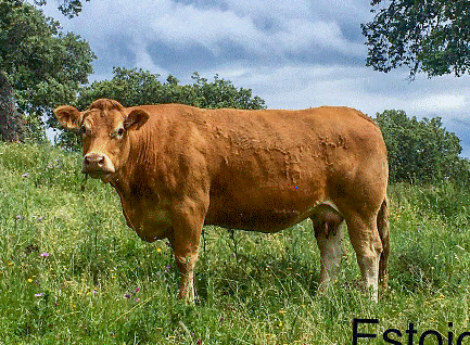 estoica-vaca-limusina-desarrollo esqueletico-buena-leche