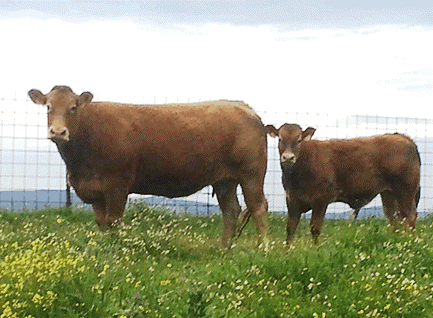 favorite-vaca-limusina-lechera-desarrollo-muscular-facilidad-parto