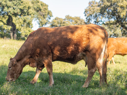 ferianta-vaca-limusina-desarrollo esqueletico-buena-leche