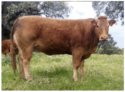 flordelys-vaca-limusina-desarrollo esqueletico-buena-leche